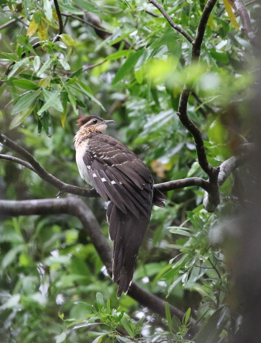 Pheasant Cuckoo - Richard Greenhalgh