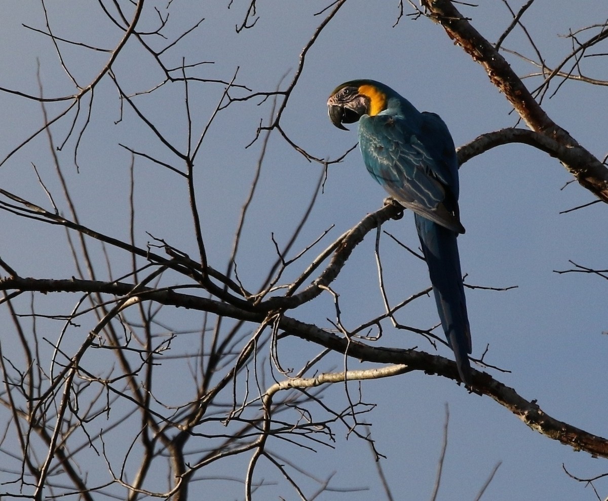 Blue-and-yellow Macaw - Richard Greenhalgh