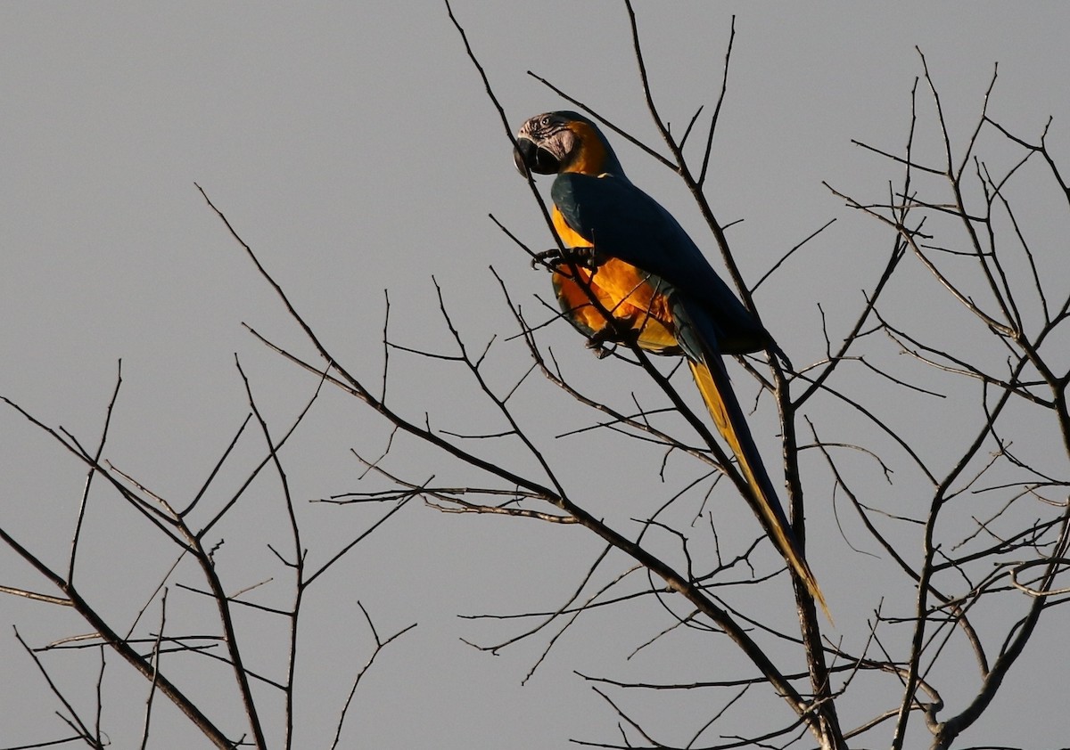 Blue-and-yellow Macaw - ML205629541