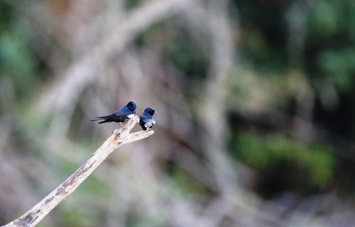 White-banded Swallow - Richard Greenhalgh