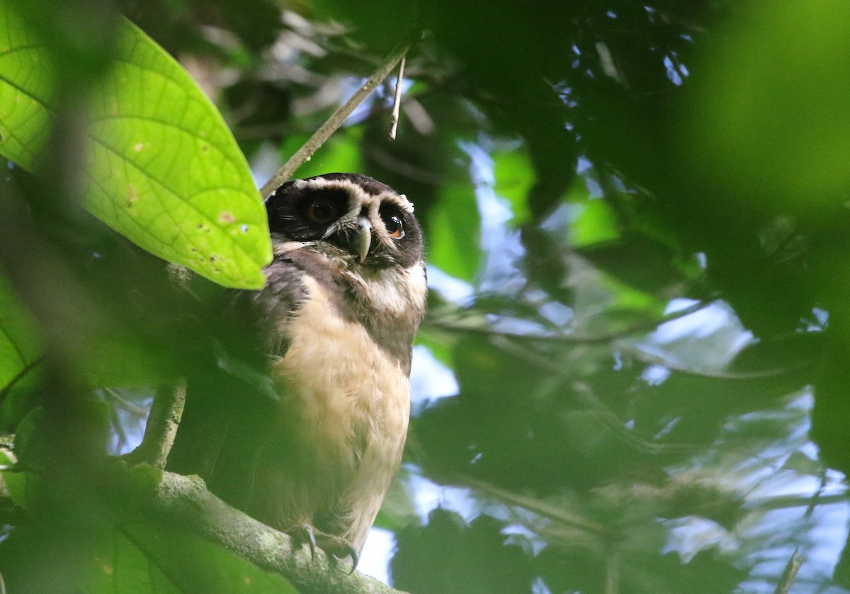 Spectacled Owl - ML205629851