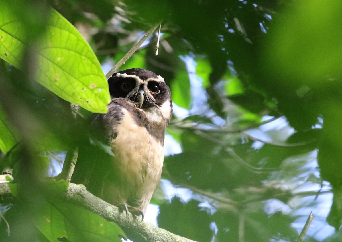 Spectacled Owl - Richard Greenhalgh