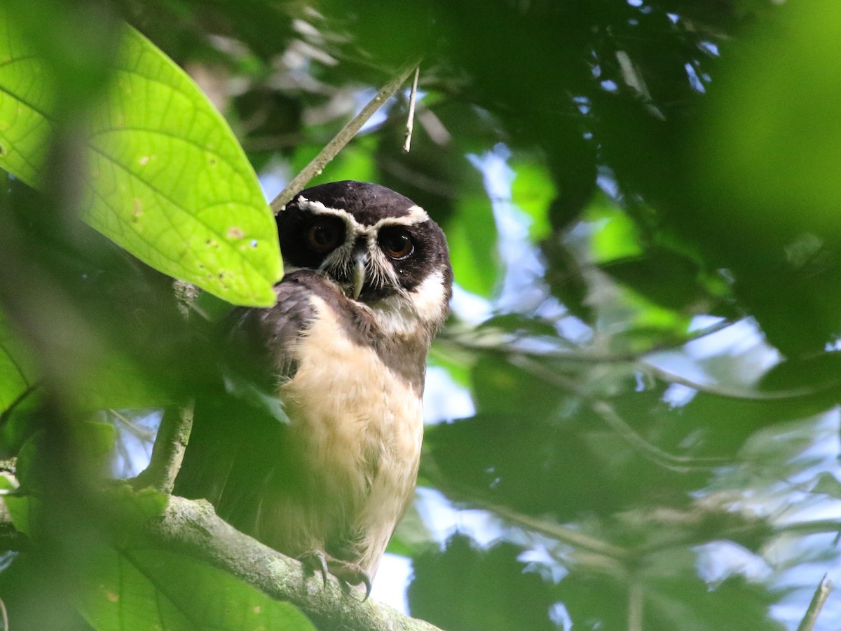 Spectacled Owl - ML205629871
