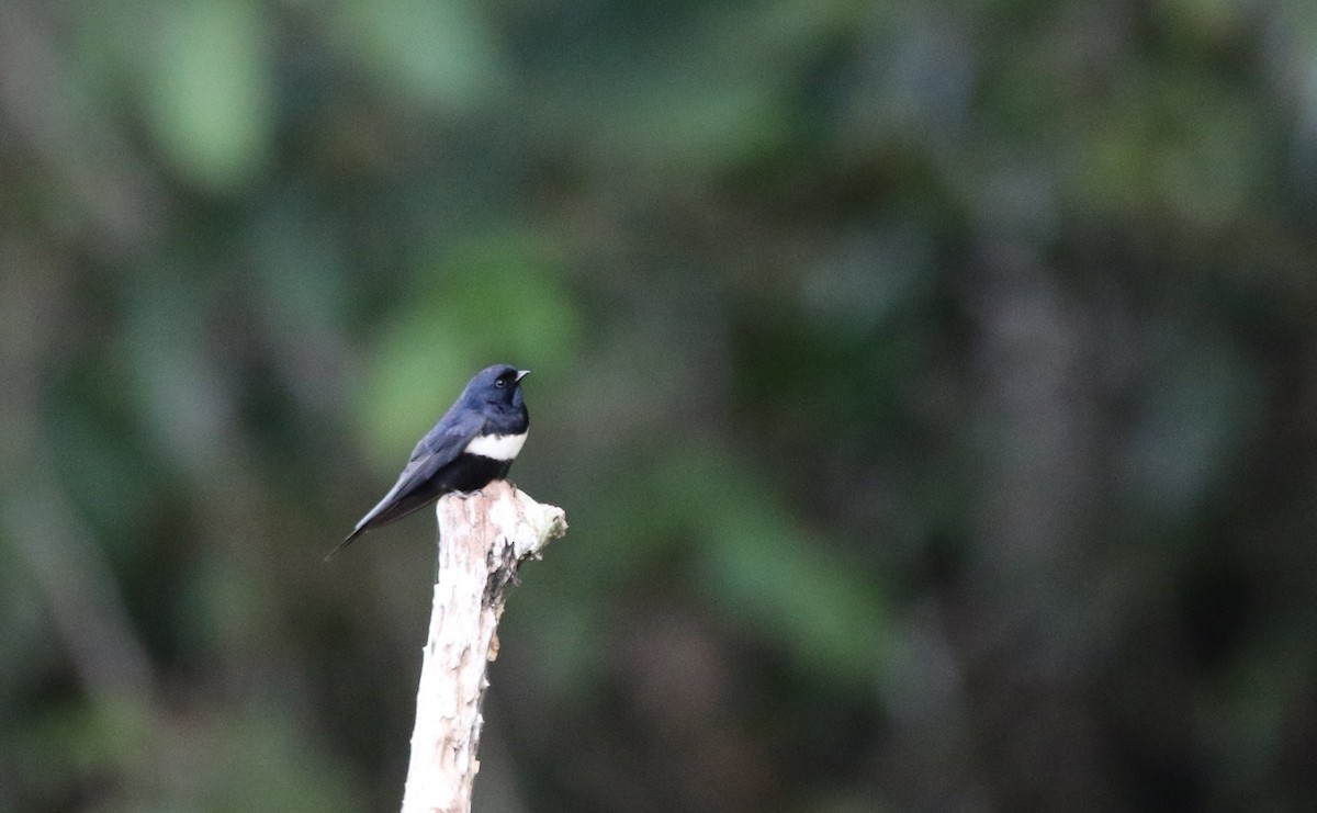 White-banded Swallow - ML205629941