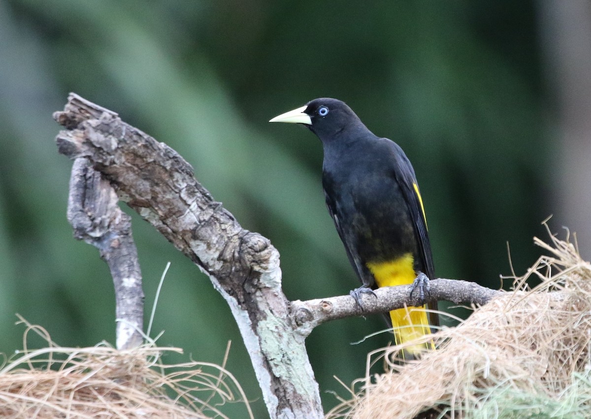 Yellow-rumped Cacique (Amazonian) - ML205629961