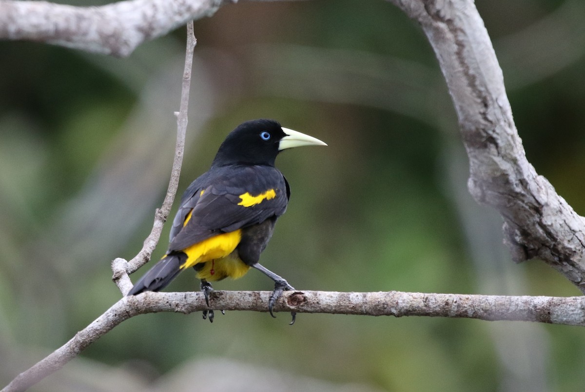 Yellow-rumped Cacique (Amazonian) - Richard Greenhalgh