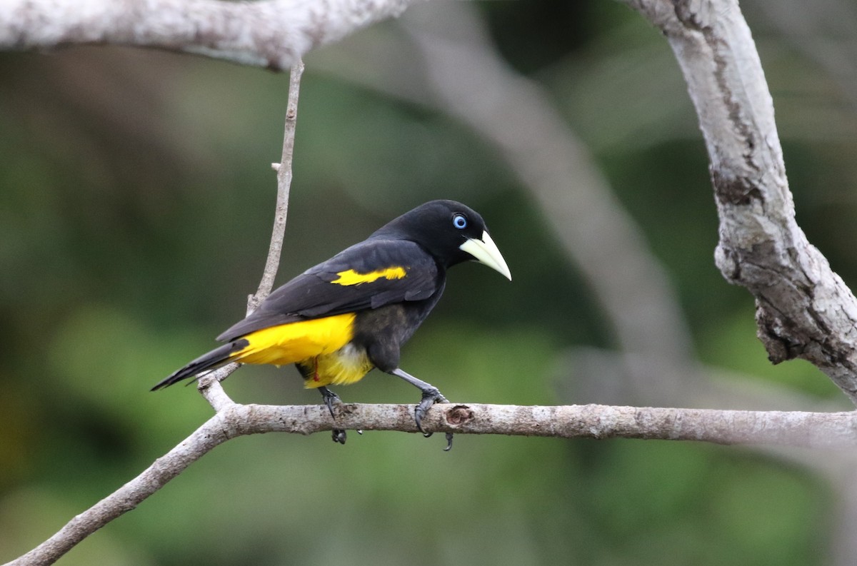 Yellow-rumped Cacique (Amazonian) - ML205629981