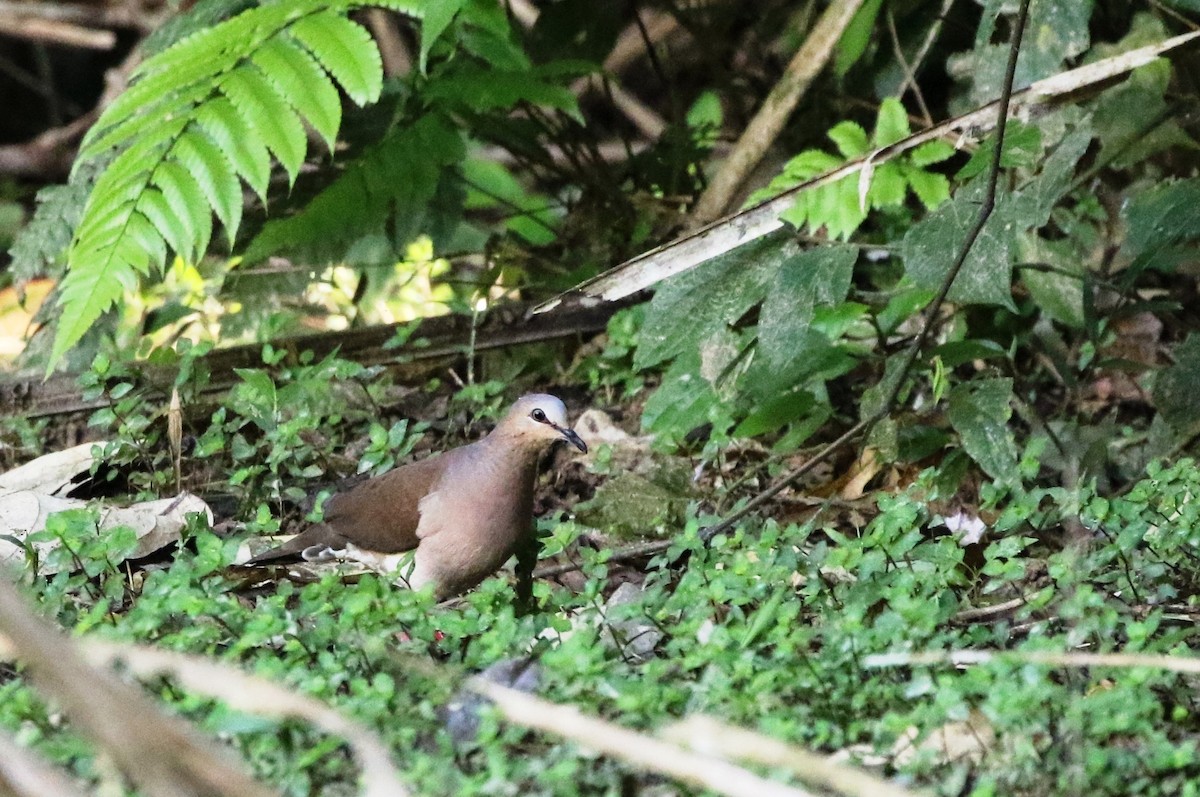Gray-fronted Dove - ML205630001