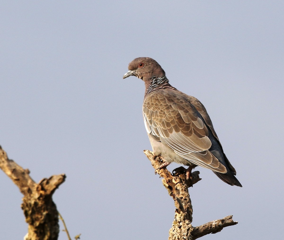 Picazuro Pigeon - ML205630151