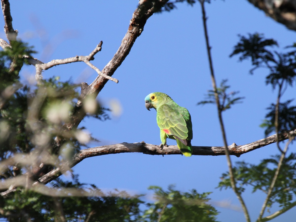 Turquoise-fronted Parrot - Richard Greenhalgh