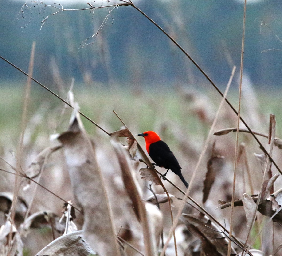 Scarlet-headed Blackbird - Richard Greenhalgh