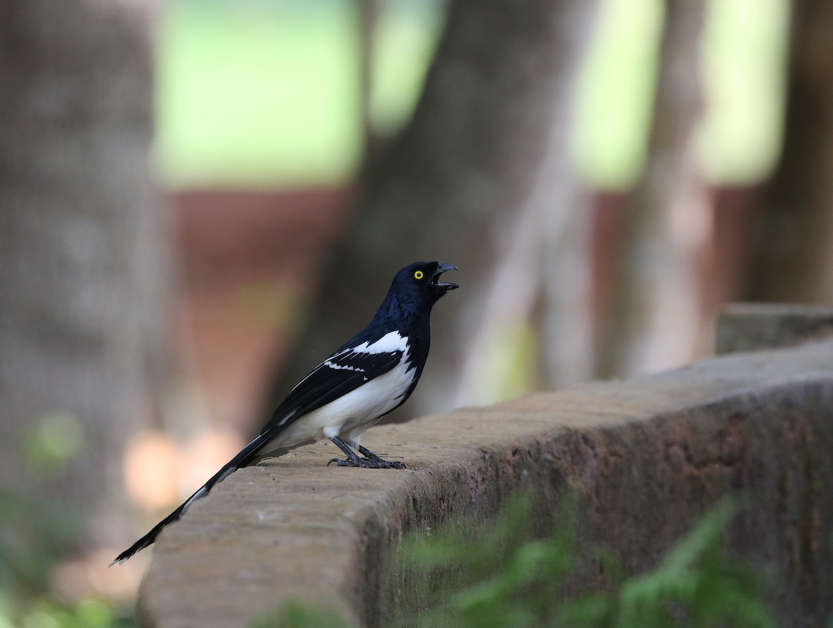 Magpie Tanager - Richard Greenhalgh