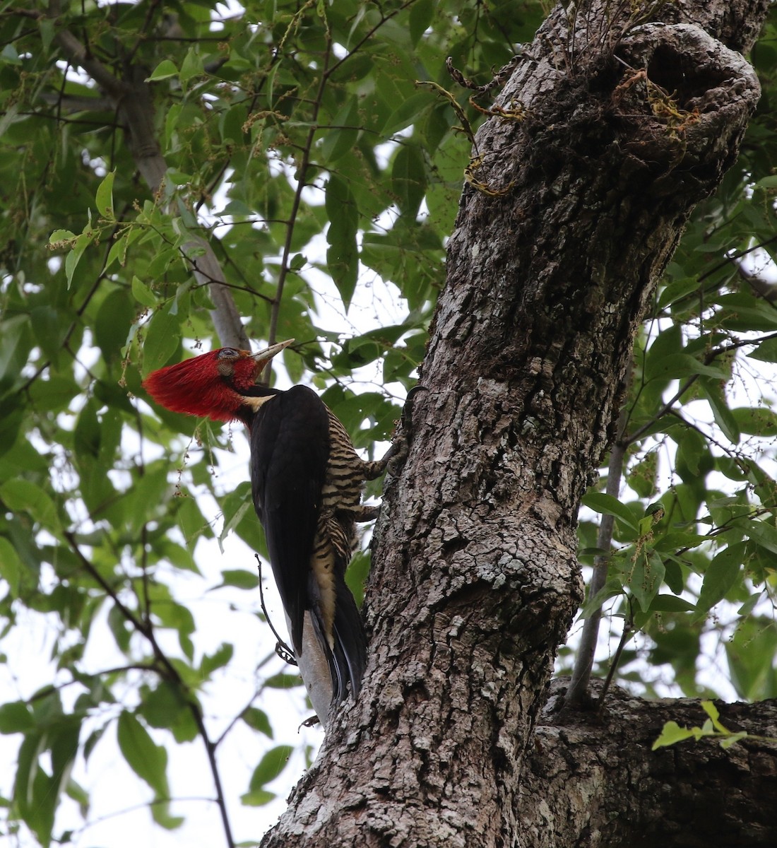 Helmeted Woodpecker - Richard Greenhalgh