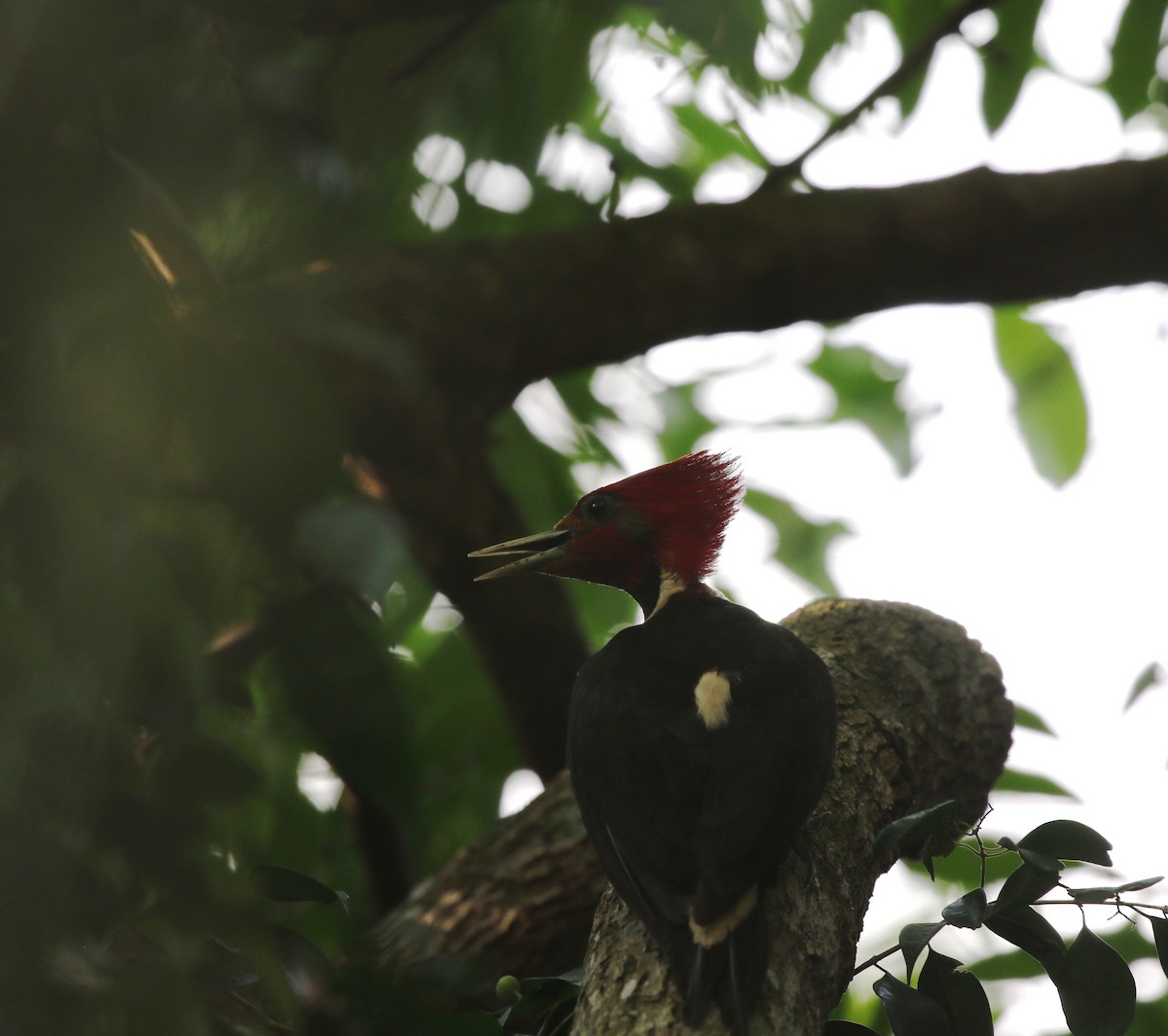 Helmeted Woodpecker - ML205631191