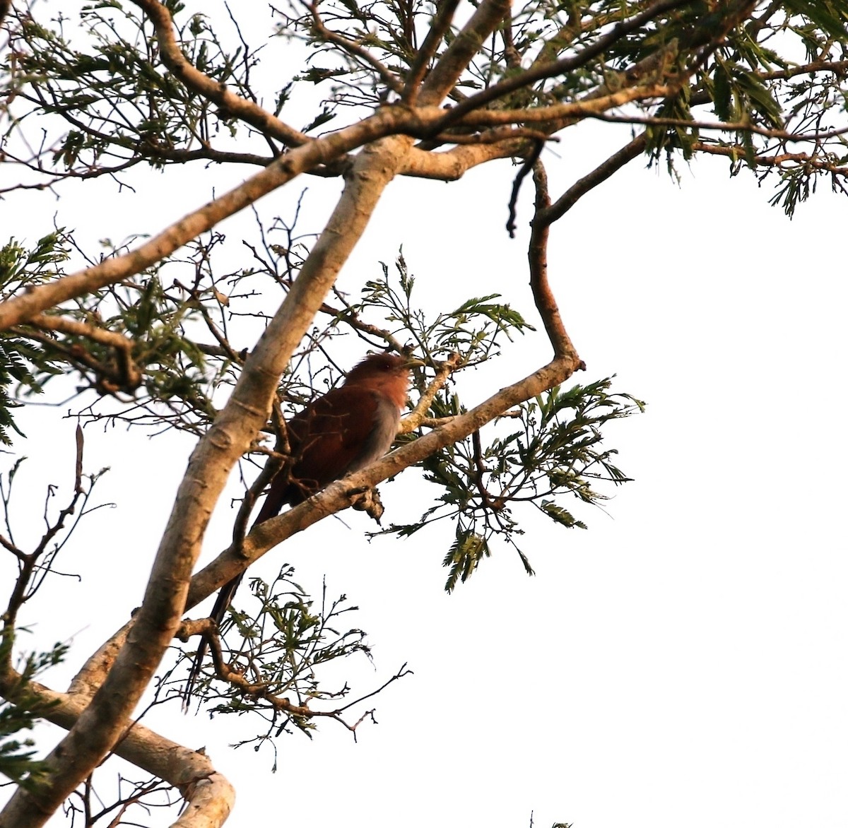 Squirrel Cuckoo (Amazonian) - Richard Greenhalgh