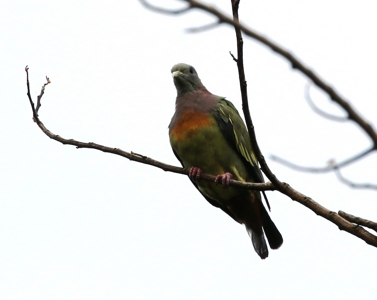 Pink-necked Green-Pigeon - Richard Greenhalgh