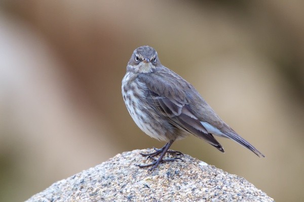 Rock Pipit - Anonymous