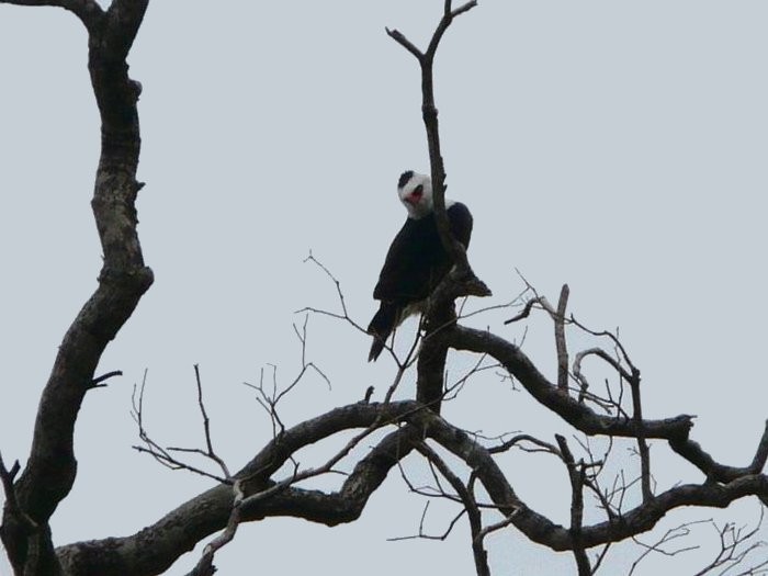 Black-and-white Hawk-Eagle - Willian Menq