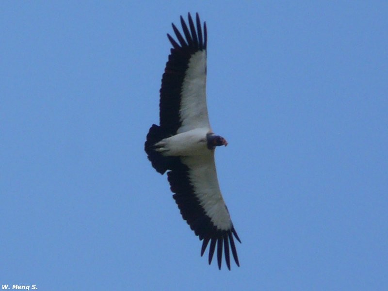 King Vulture - Willian Menq