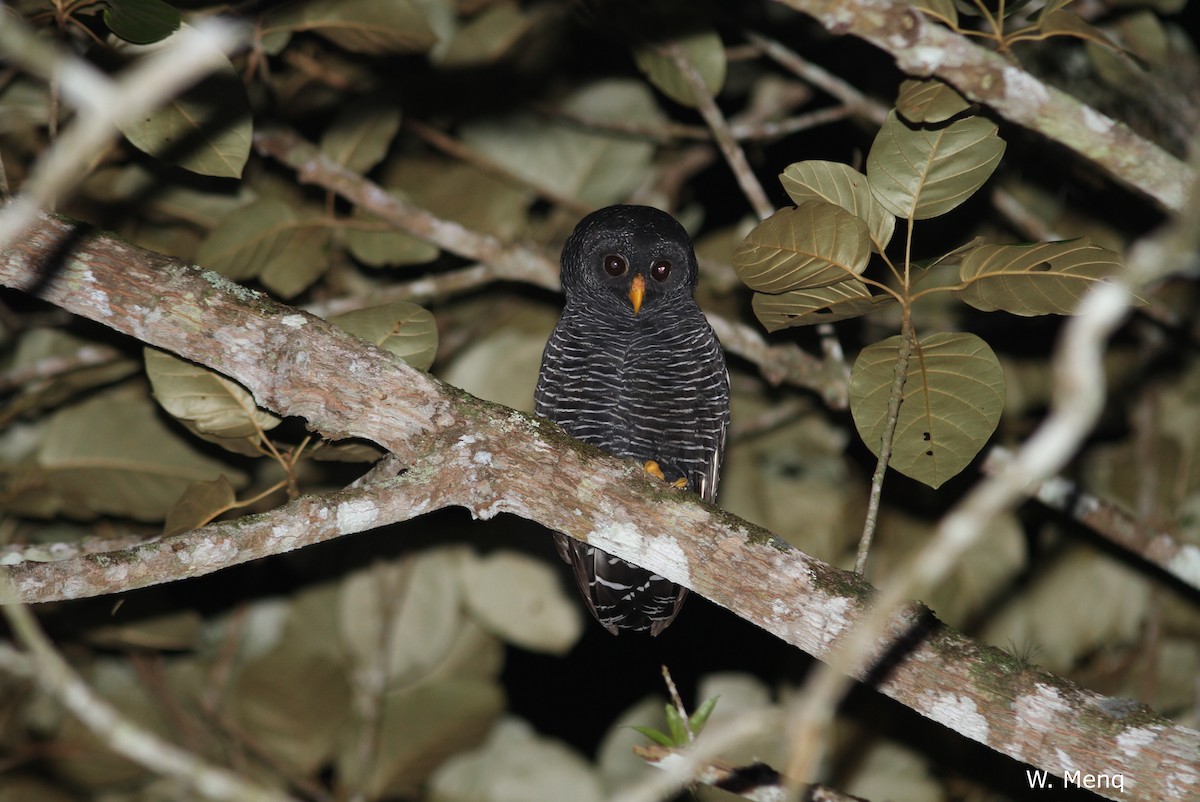 Black-banded Owl - ML205632351