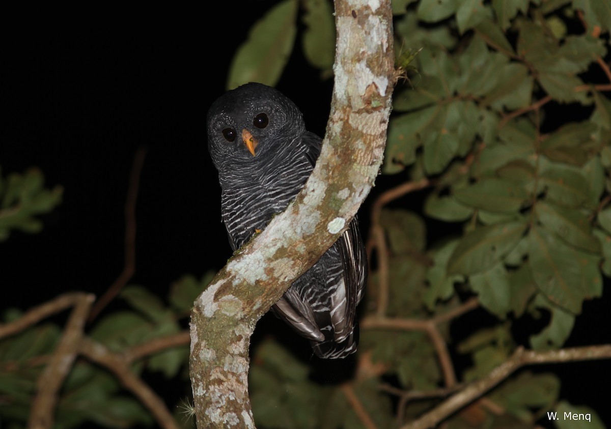 Black-banded Owl - ML205632361