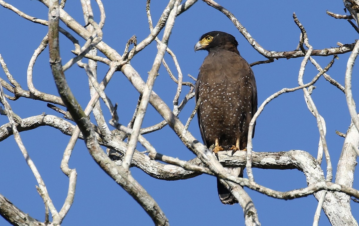 Crested Serpent-Eagle (Crested) - John O'Malley
