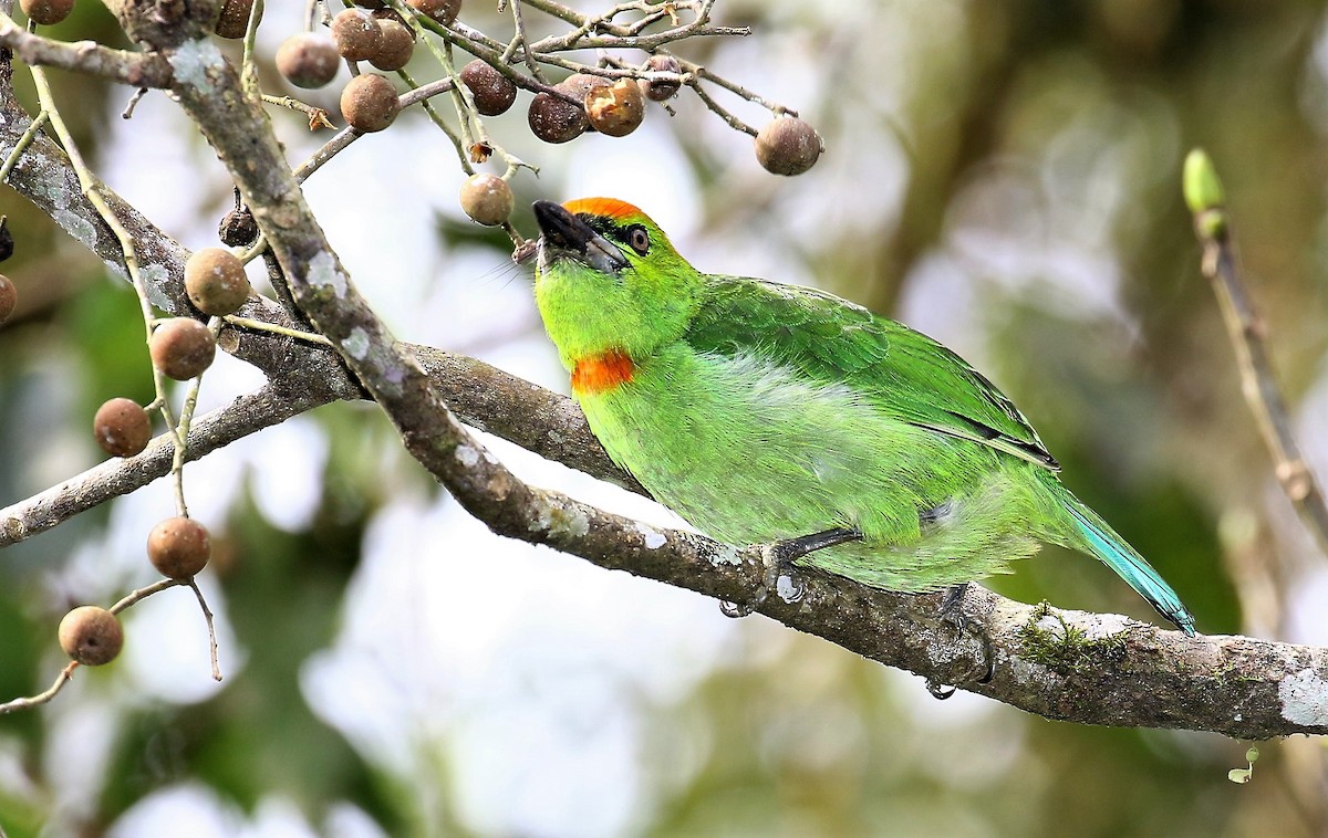 Flame-fronted Barbet - John O'Malley