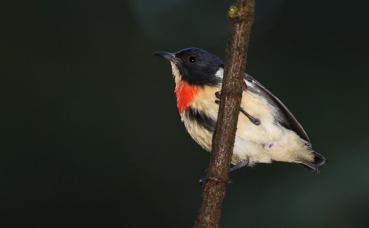 Blood-breasted Flowerpecker (Blood-breasted) - John O'Malley