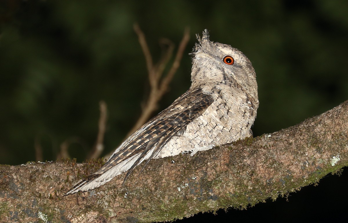 Marbled Frogmouth (Plumed) - John O'Malley