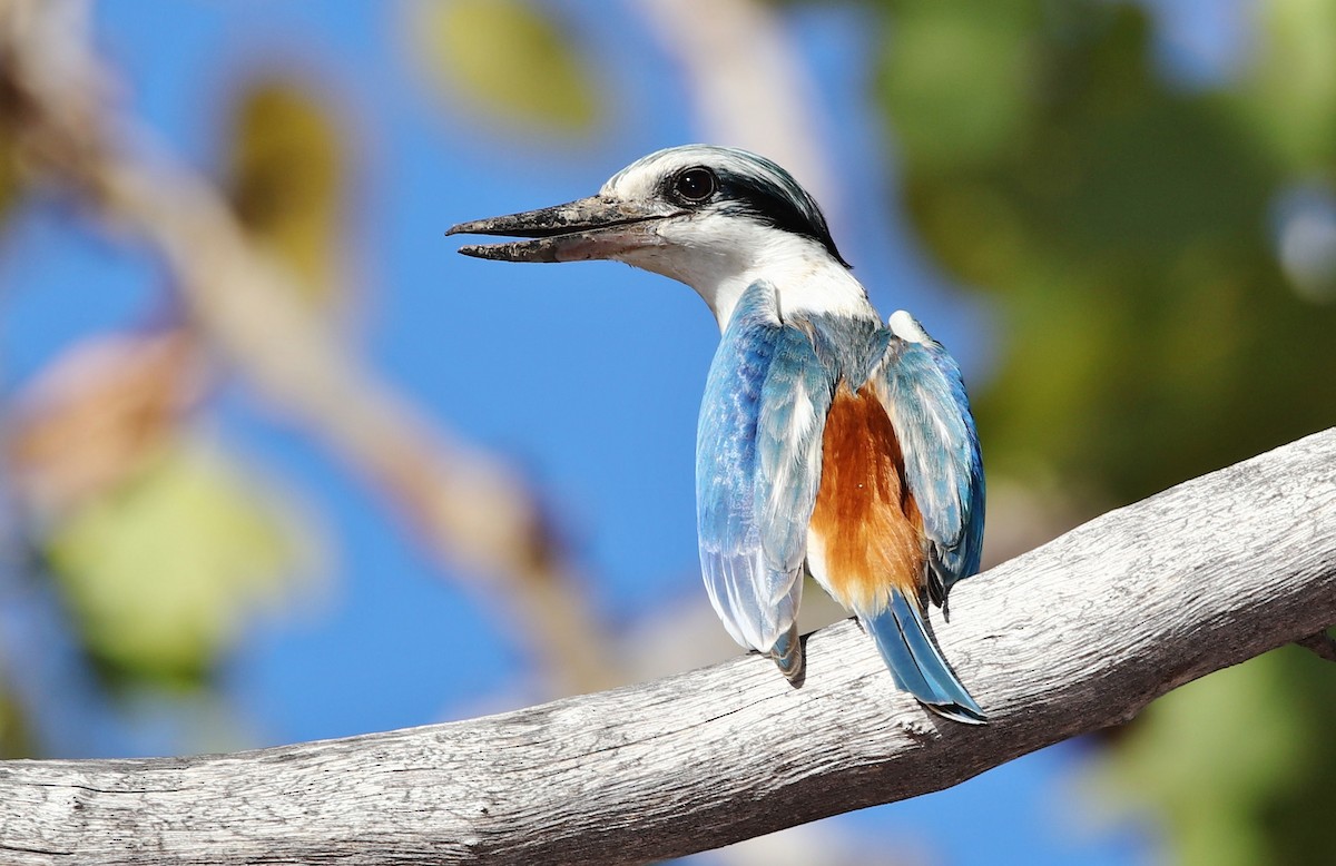 Red-backed Kingfisher - ML205632581