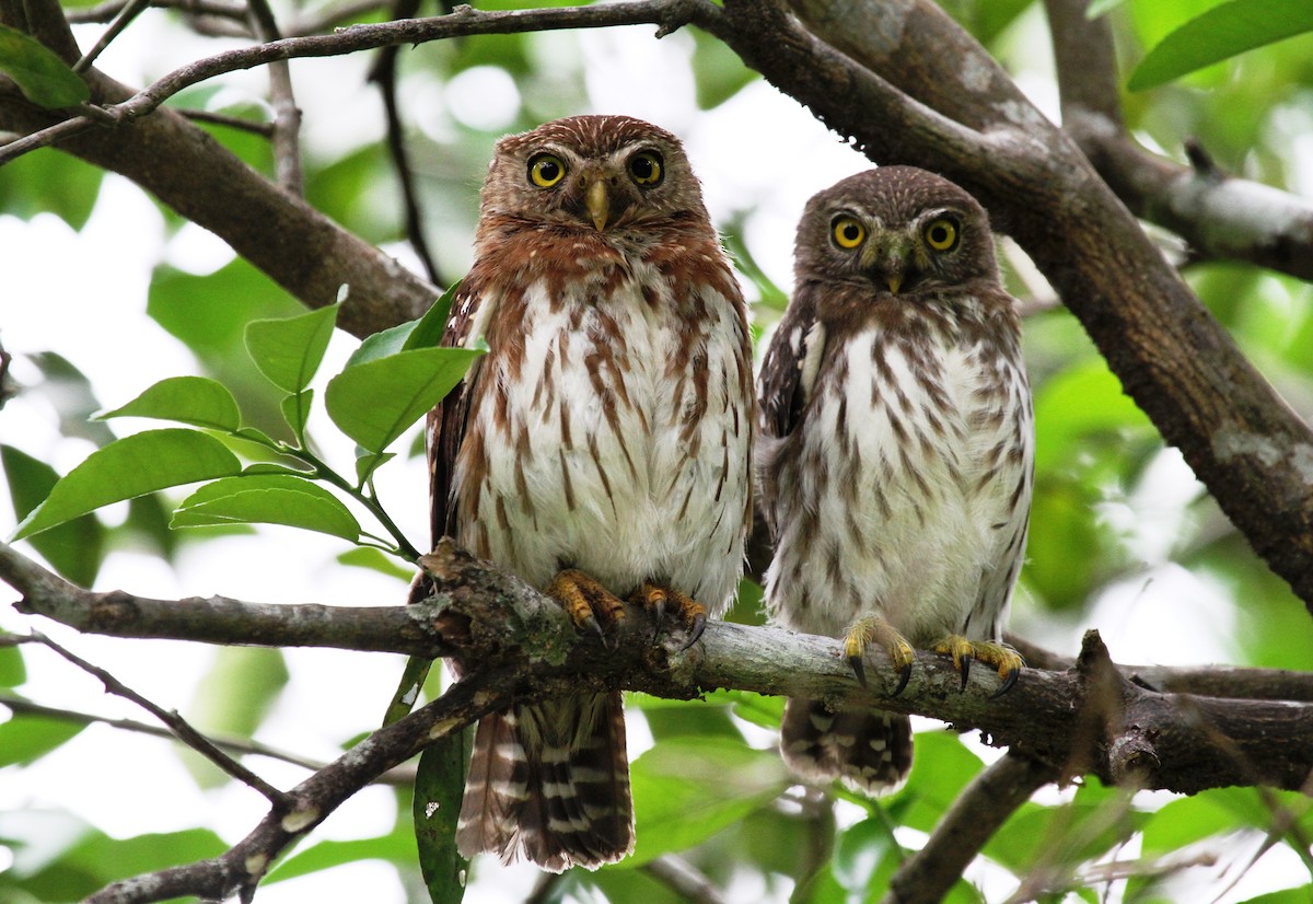 Ferruginous Pygmy-Owl (Ferruginous) - Richard Greenhalgh