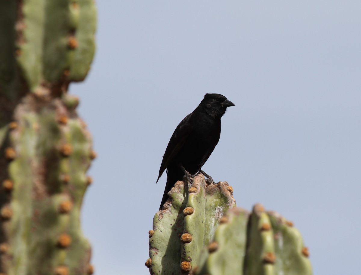 Bolivian Blackbird - Richard Greenhalgh