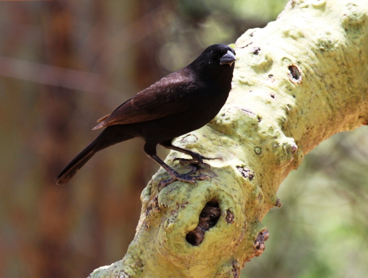Bolivian Blackbird - ML205633051