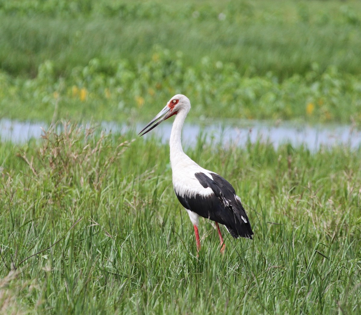 Maguari Stork - Richard Greenhalgh