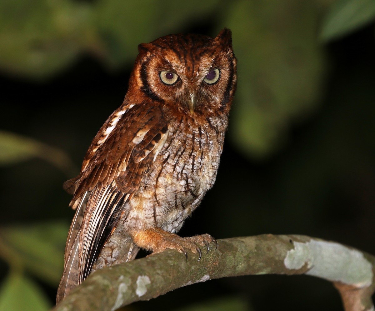 Tropical Screech-Owl - Richard Greenhalgh