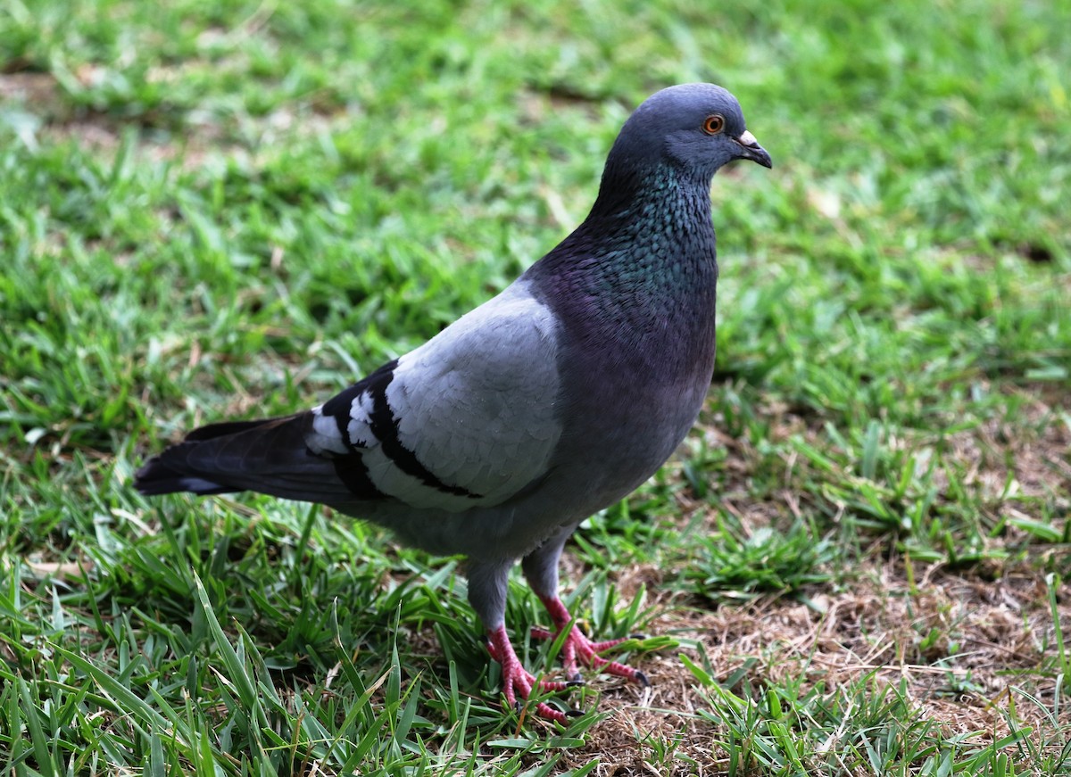 Rock Pigeon - Richard Greenhalgh
