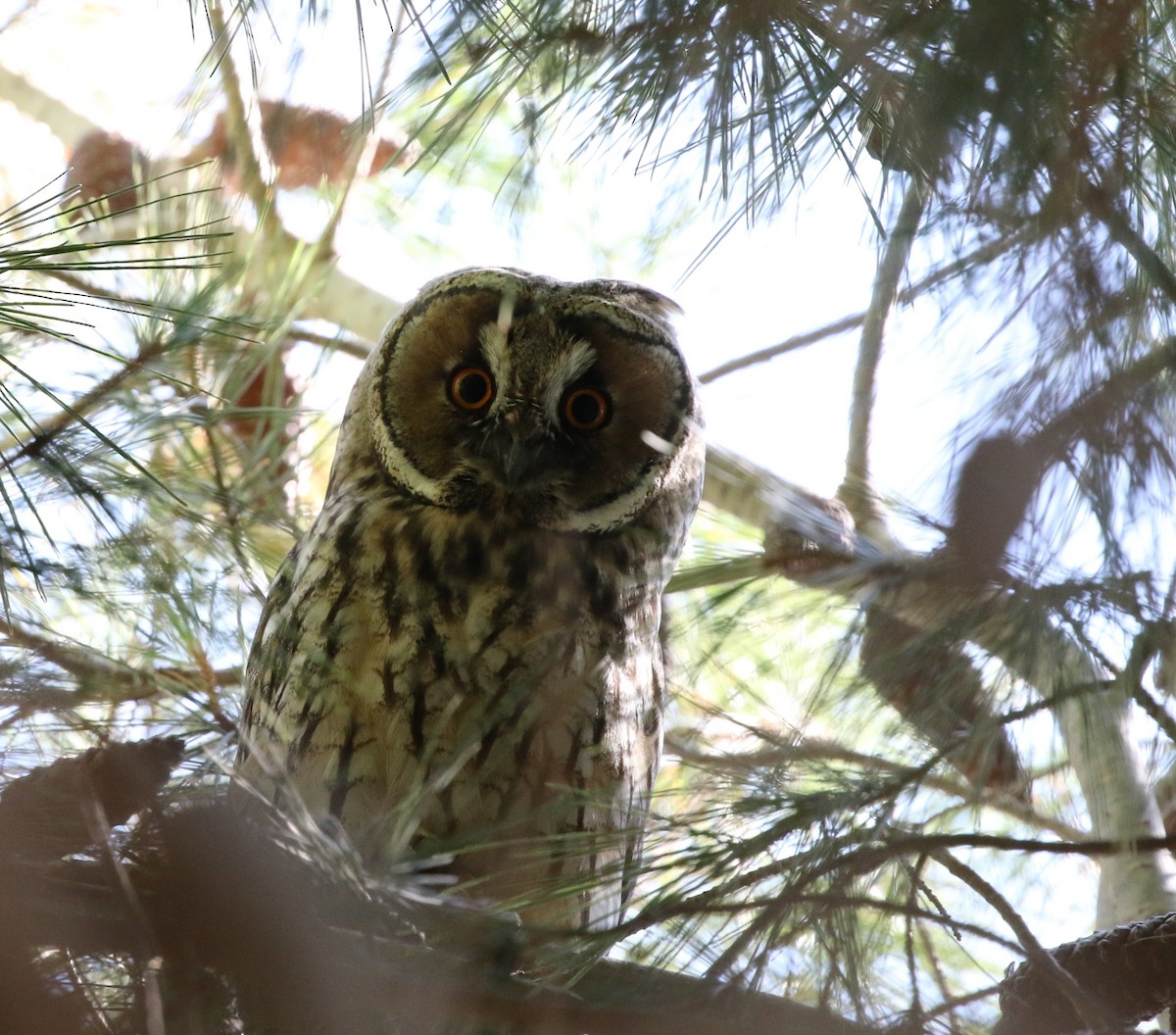 Long-eared Owl (Eurasian) - Richard Greenhalgh