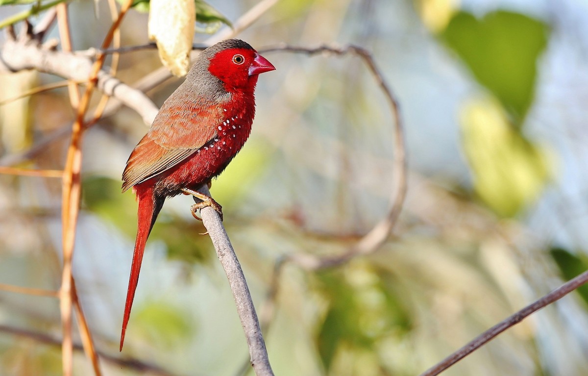 Crimson Finch (Black-bellied) - ML205634621