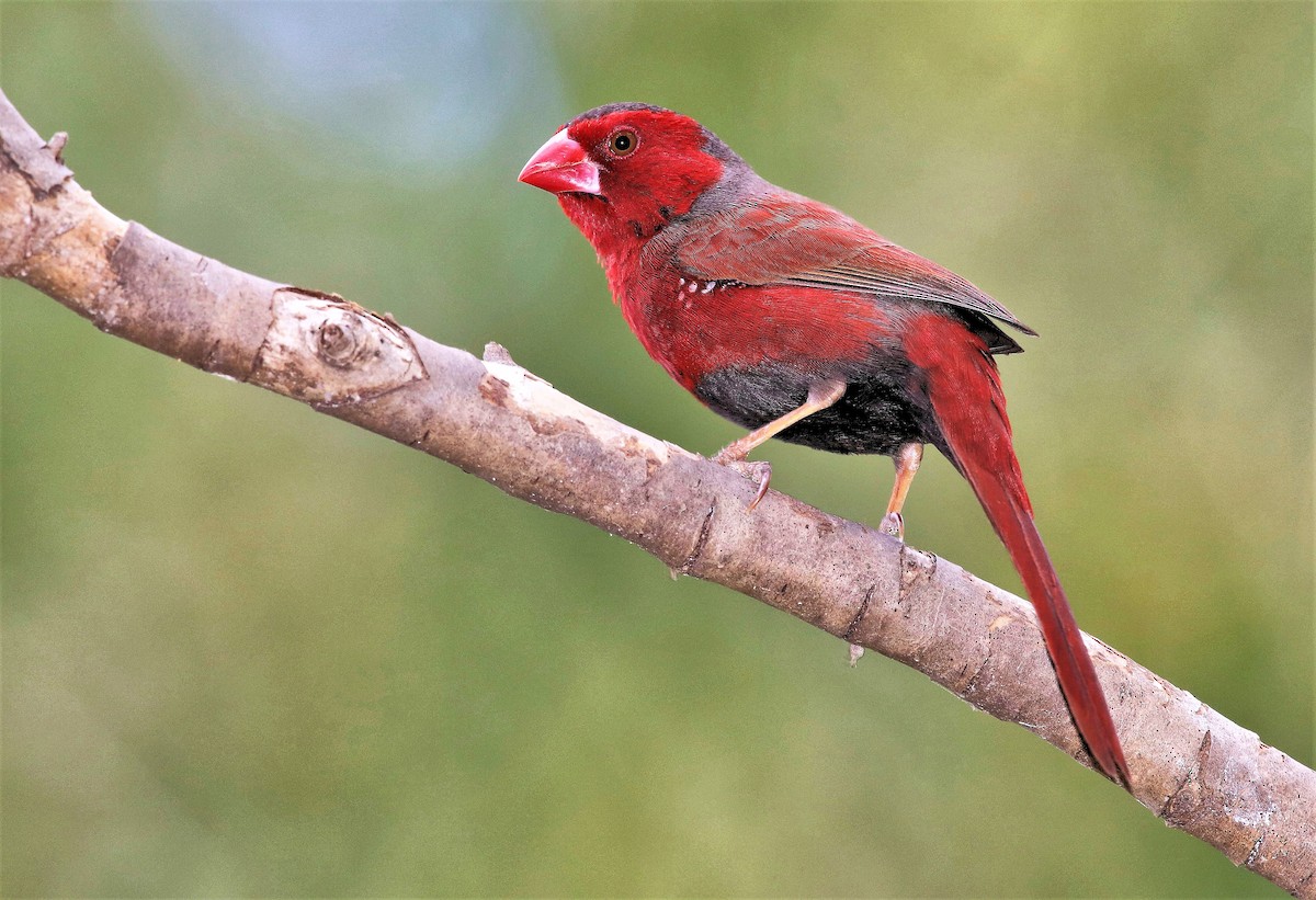 Crimson Finch (Black-bellied) - John O'Malley