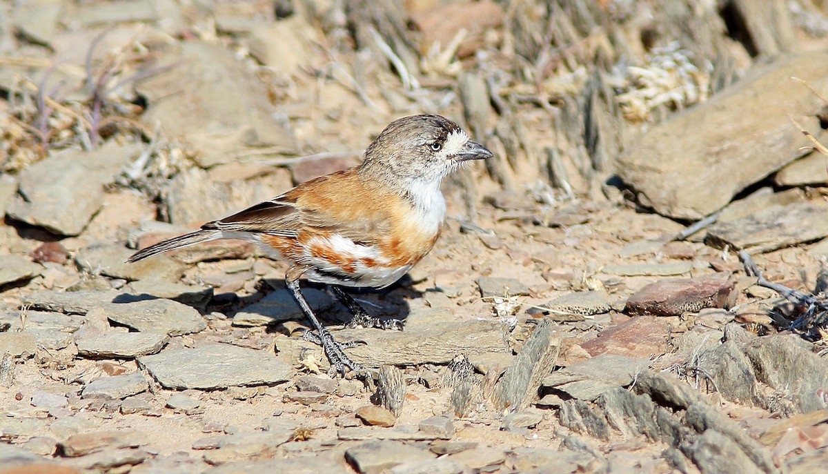 Chestnut-breasted Whiteface - ML205634641