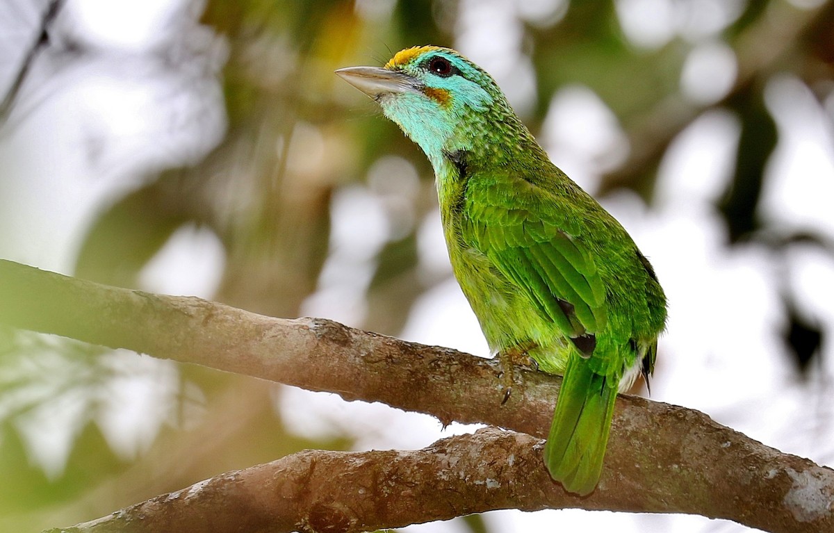 Yellow-fronted Barbet - John O'Malley