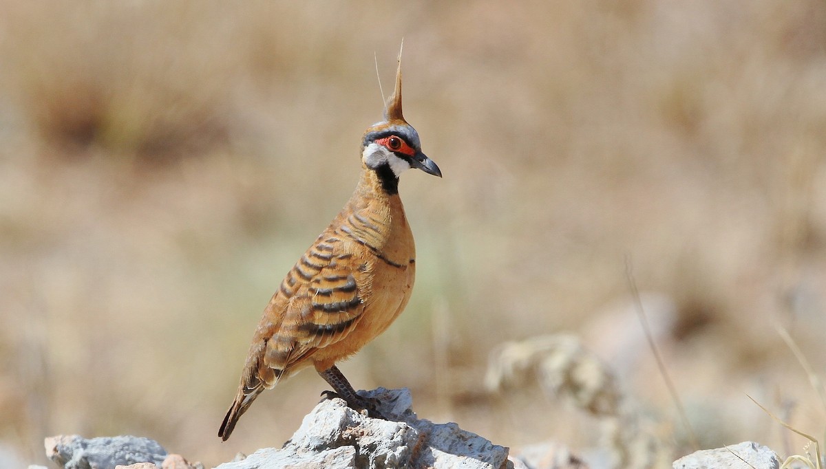 Spinifex Pigeon (Rufous-bellied) - ML205634981
