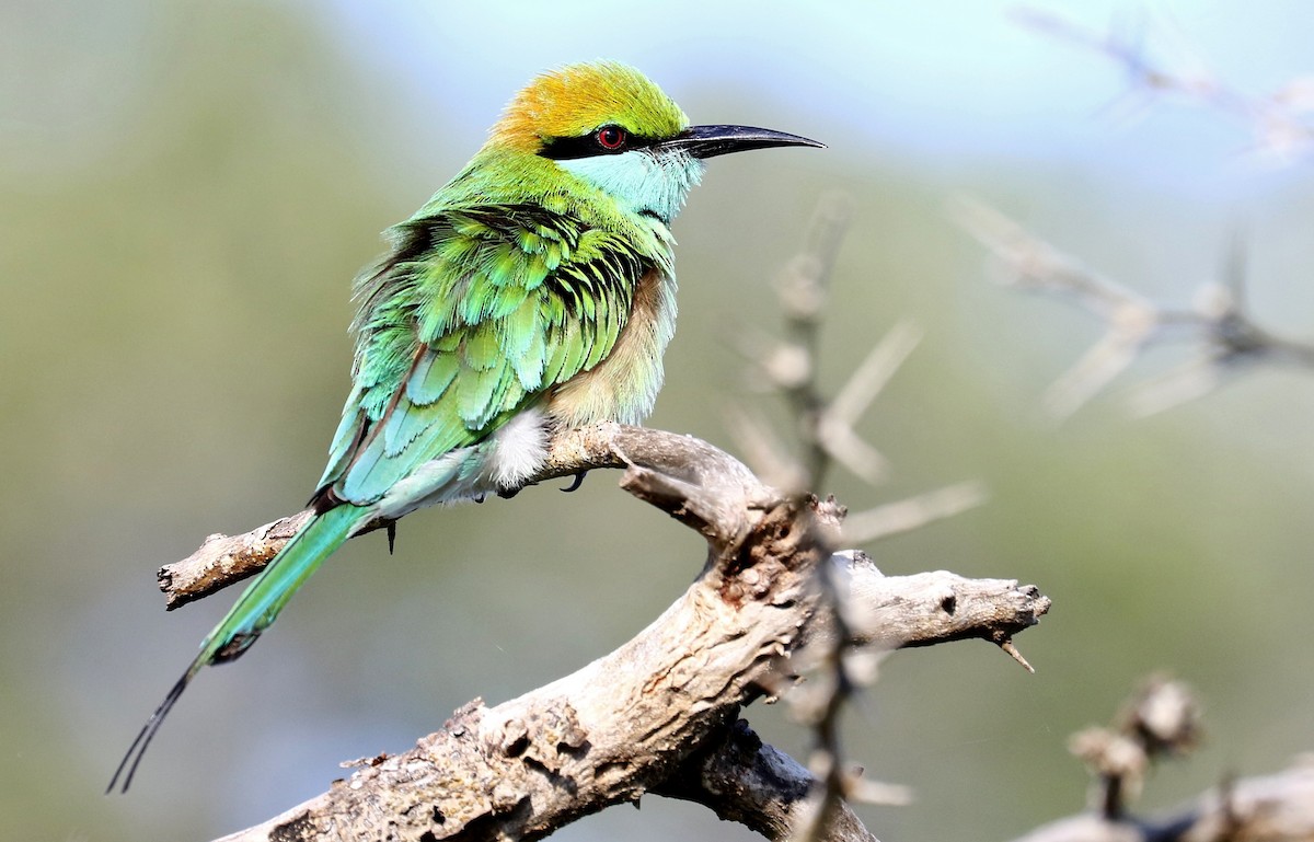 Asian Green Bee-eater - John O'Malley