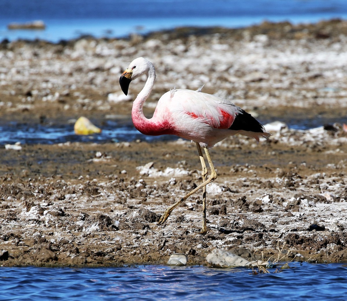 Andean Flamingo - Richard Greenhalgh