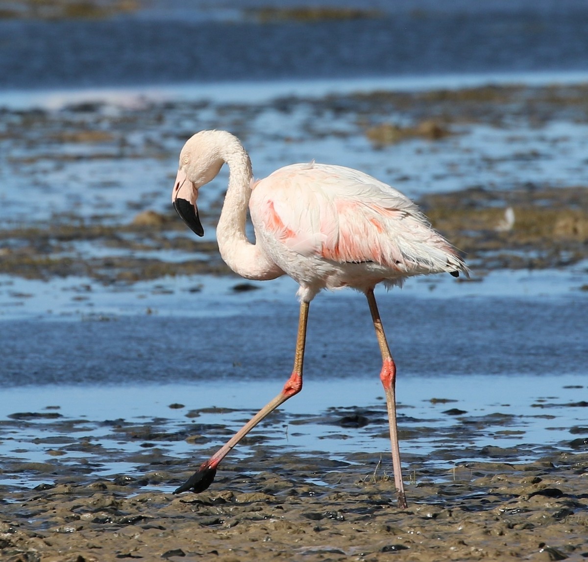 Chilean Flamingo - Richard Greenhalgh