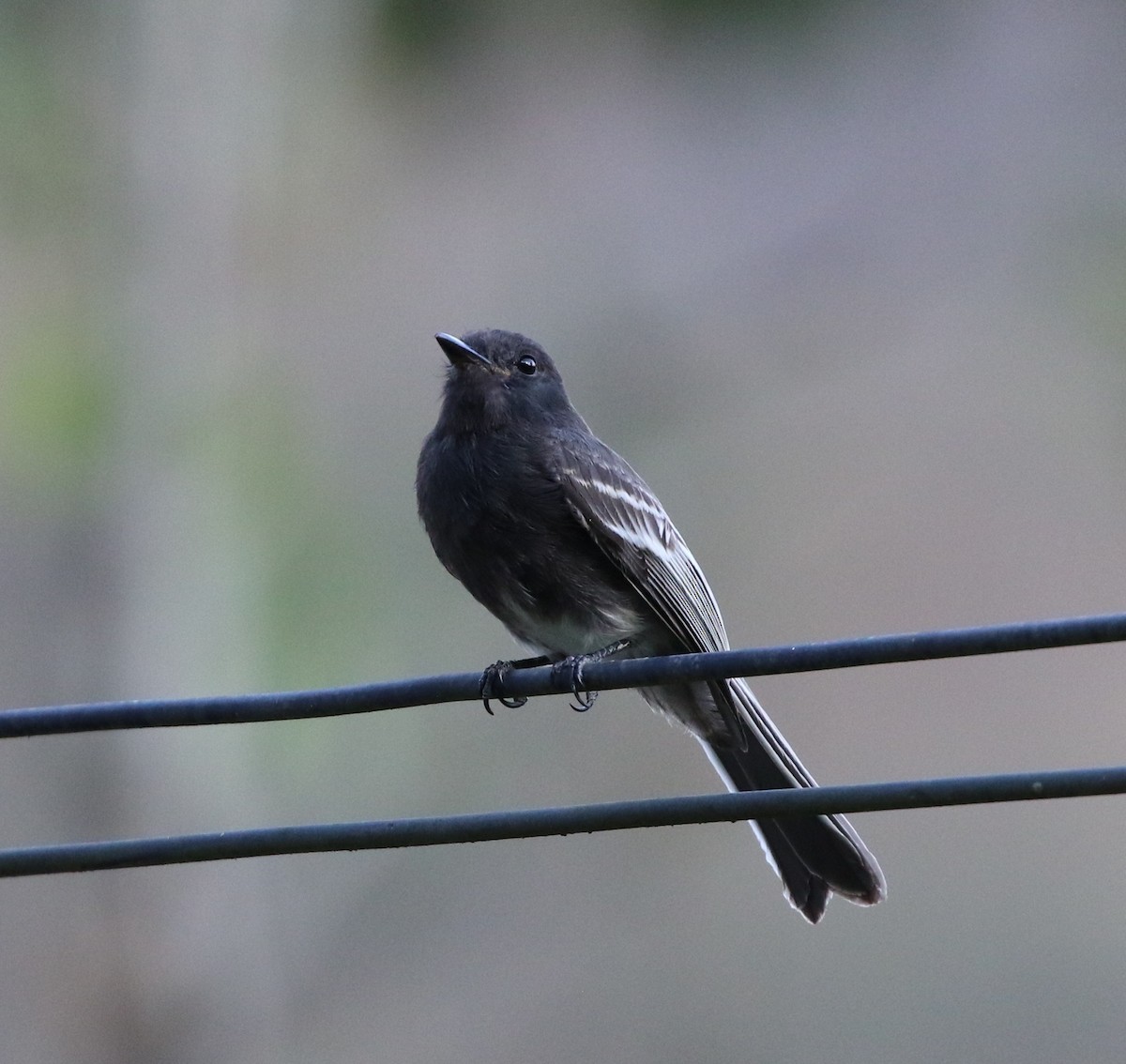 Black Phoebe (White-winged) - ML205635221