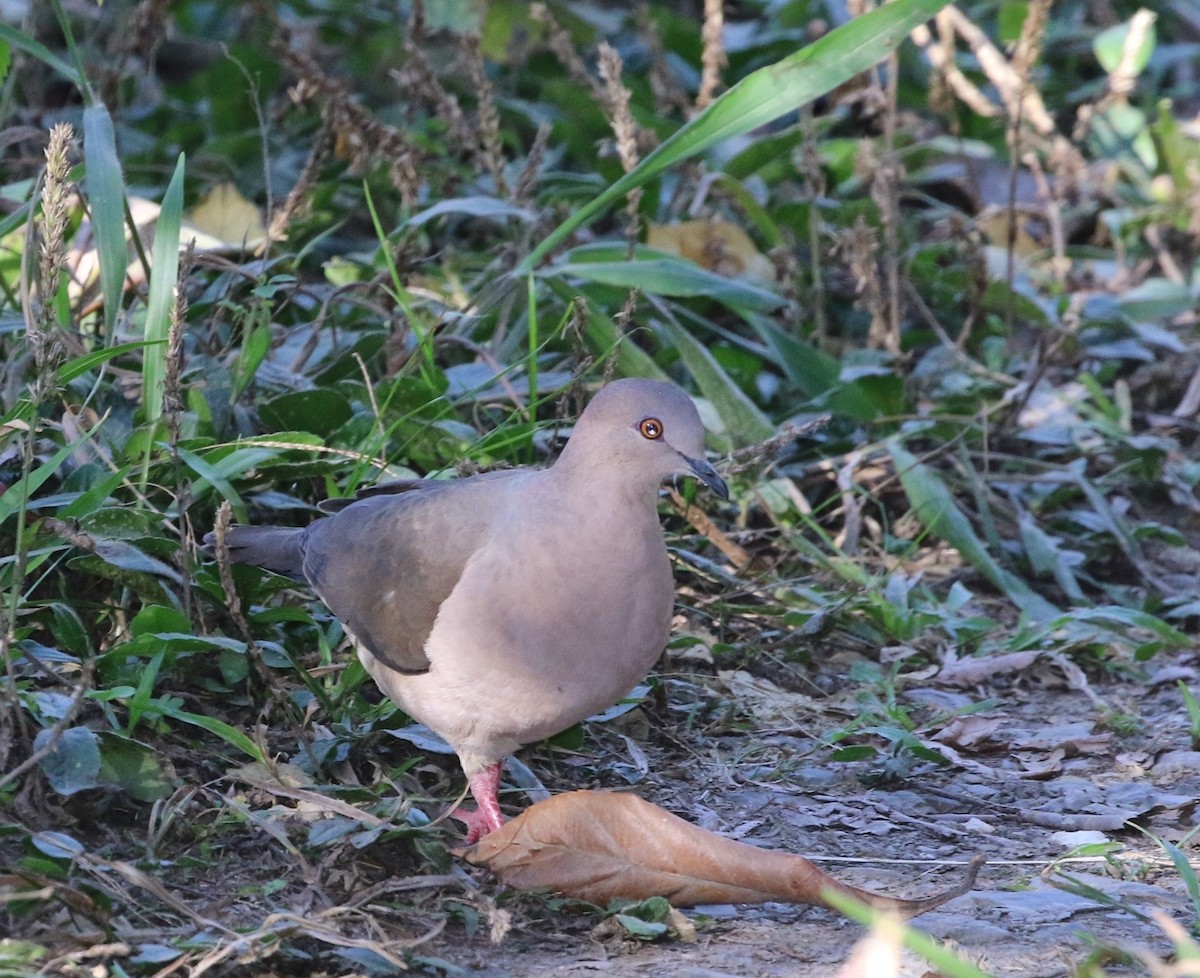 White-tipped Dove (brasiliensis Group) - ML205635281