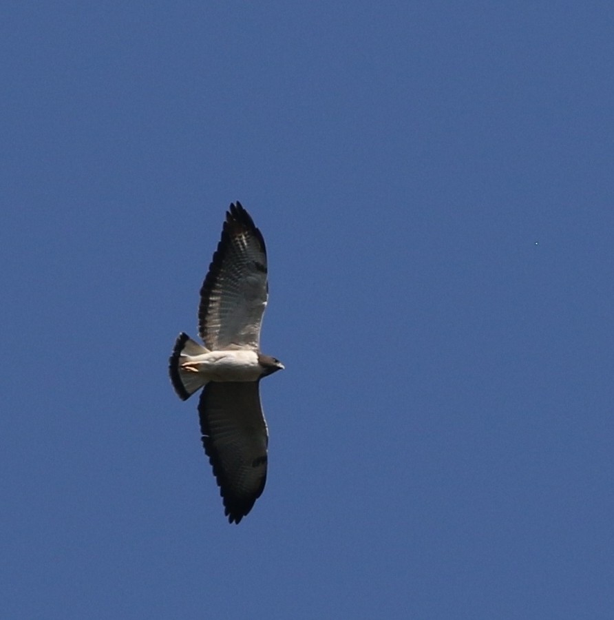 White-tailed Hawk - ML205635311