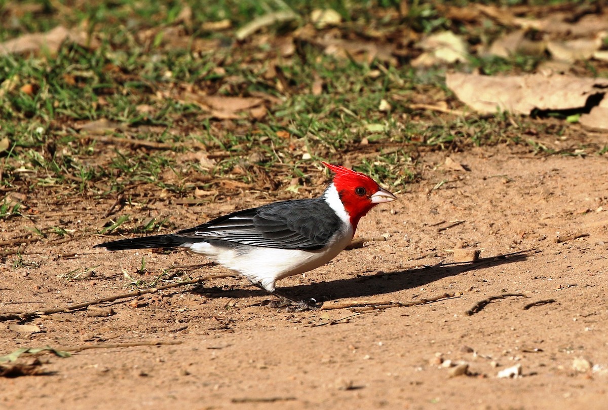 Red-crested Cardinal - ML205635321