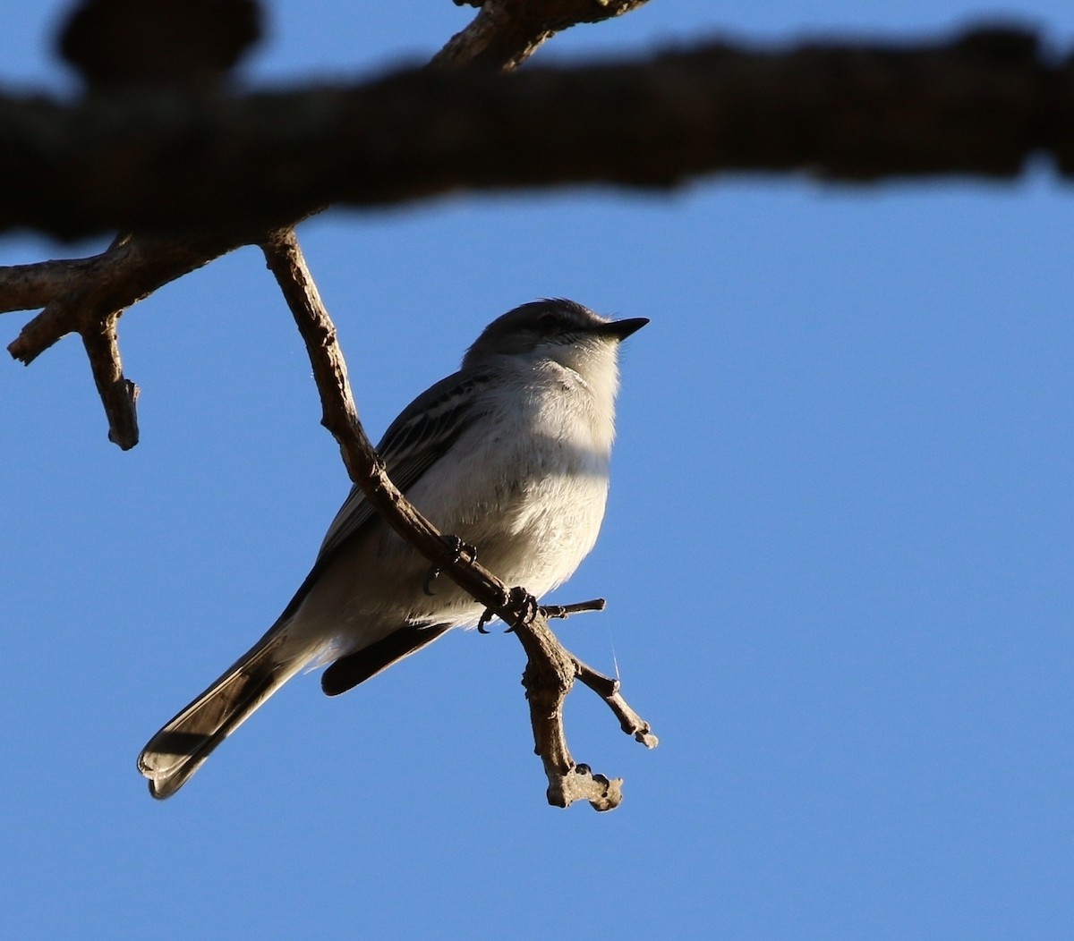 White-crested Tyrannulet (White-bellied) - Richard Greenhalgh